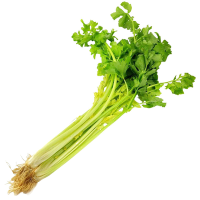 空心芹菜种籽高产四季农家