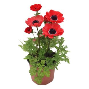 银莲花花苗种球种子小苗宿根多年生盆栽四季种开花阳台庭院花草