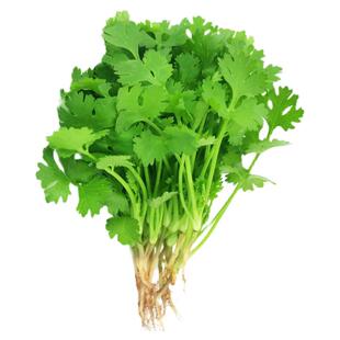 香菜种孑大全春季香菜籽种盆栽苗大叶芫荽种子四季阳台老品种籽子