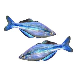 蓝美人鱼高端稀有热带观赏鱼石美人鸽子红苹果霓虹电光美人鱼苗