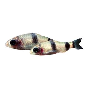 梦幻黑影道人小型热带观赏鱼草缸群游鱼进口熊猫黑影一眉道人活体