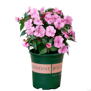 凤仙花盆栽带花苞指甲花苗室内阳台室外庭院开花植物四季花卉绿植