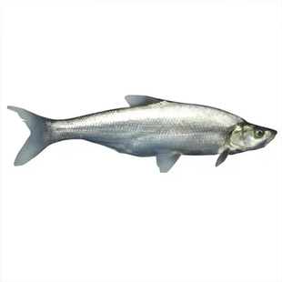 翘嘴鱼苗翘嘴鲌白鱼苗刁子鱼大米翘壳翘嘴巴撅嘴鱼苗淡水鱼苗活体