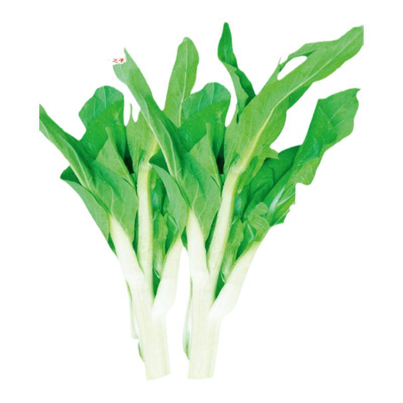 白菜苔种子菜心种籽红菜苔四季阳台盆栽蔬菜种孑大全青菜夏季菜薹