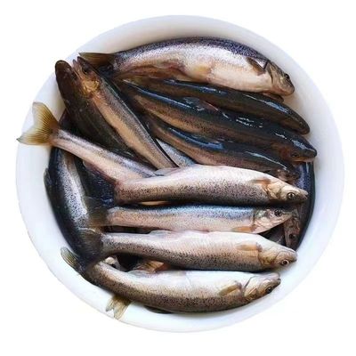 东北大柳根鱼新鲜发货冷水鱼