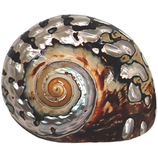 寄居蟹豆丁替换壳~迷你房子大号小号天然贝壳海螺壳摆件装饰造景