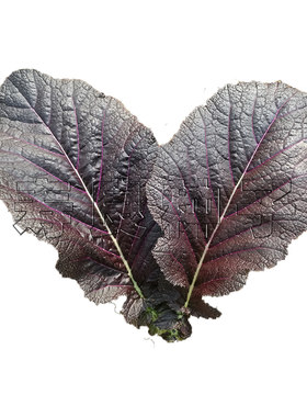 芥末叶种子四季烤肉包饭叶蔬菜籽