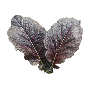 芥末叶芥菜种子紫绿青大叶烤肉包饭韩国孑阳台盆栽四季特色蔬莱籽