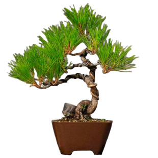 精品黄山松盆养多年根系好一物一拍中式盆景书房阳台造型松树盆景