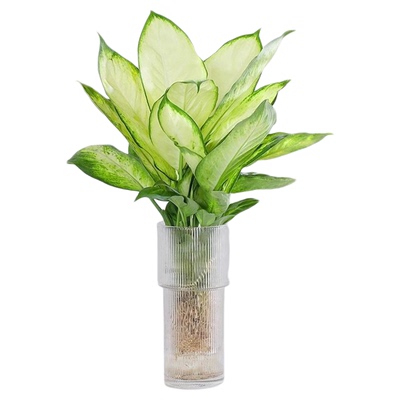 水培玛丽安植物纯净好养