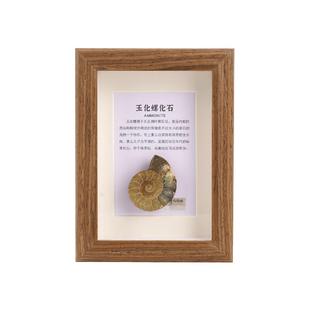 天然古生物化石菊石玉化螺原石标本实木相框桌面摆件乔迁礼物挂画