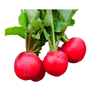 樱桃萝卜种子种籽水果20天速生高产阳台四季盆栽菜种孑菜籽蔬菜子