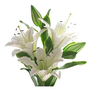 香水百合花鲜花直批百合家用黄天霸水养斗南花束云南花卉昆明市场