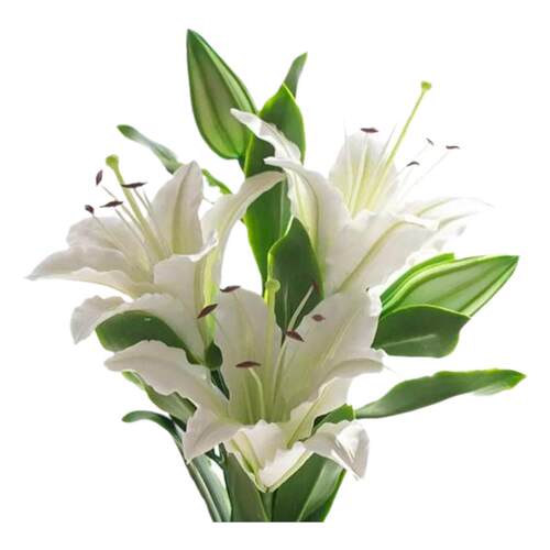 香水百合花鲜花直批粉白黄家用黄天霸水养斗南花束云南花卉昆明