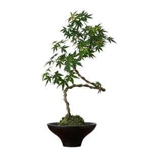 造型枫树盆栽苔藓球水培植物客厅室内中式观叶绿植四季好养花卉