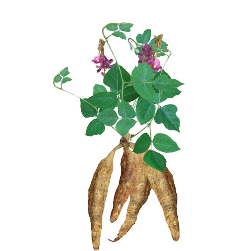 无渣粉葛根苗高产葛根苗扦插种藤秧苗农家葛藤苗新鲜粉葛种苗