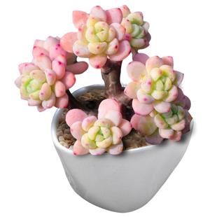 多肉植物组合盆栽绿植花卉含盆带土劳尔肉肉新手好养净化空气