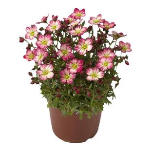 海蒂的花园虎耳草多年生阳台趣味花卉庭院地被开花植物好养盆栽苗