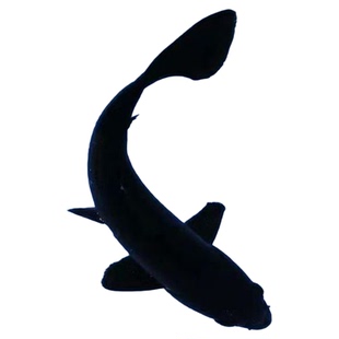 纯种黑彗星黑草金蝴蝶鲤镇宅黑鱼招财鱼好养耐活冷水观赏鱼锦鲤鱼