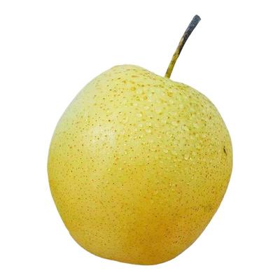 河北正宗雪梨新鲜雪花梨应季水果冰糖雪梨新鲜梨子批发