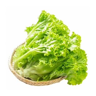 散叶四季生菜种子耐寒老品种可生吃脆甜玻璃生菜速生阳台蔬菜种籽