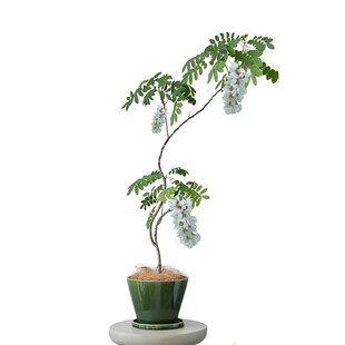 槐树树苗国槐别墅庭院风景大树洋槐花绿化苗木四季常青植物黄金槐