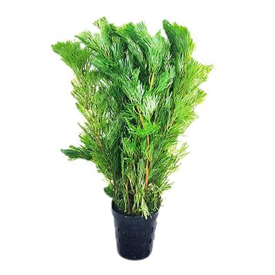 鱼缸套餐活体淡水中后景懒人阴性