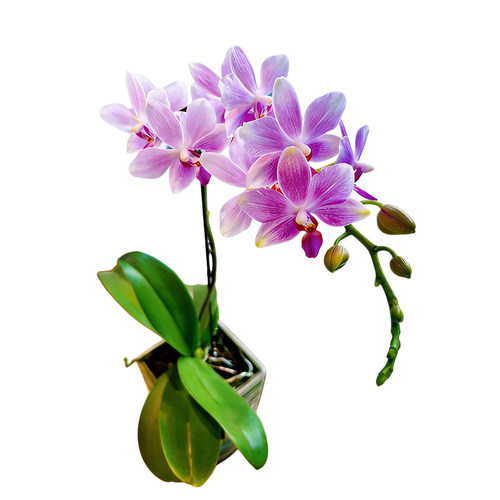 艾莹精品蝴蝶兰紫水晶带花苞盆栽 新款名贵兰花苗客厅高端鲜花卉