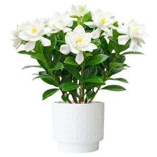 栀子花盆栽四季客厅带花苞绿植花卉好养活室内盆栽花期超长的花卉