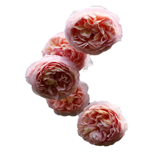 亚伯拉罕达比月季扦插小中大苗藤本多头四季开花欧月杏黄漩砚花卉