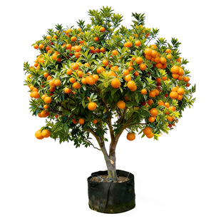 特大沙糖桔树苗正宗广西砂糖橘子树南北方种植沃柑无籽橘子树果苗