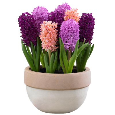 10年老店进口16-18对版风信子球