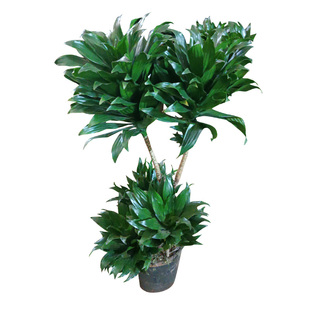 金叶子老桩太阳神朱蕉密叶龙血树ins网红盆栽绿植物室内北欧风