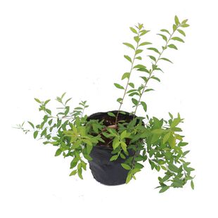 【嘉瑞】花开如雪 粉苞喷雪 喷雪花 雪柳Spiraeathunb