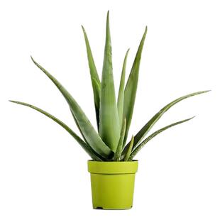 库拉索芦荟叶片美容院灌肤专用可食用芦荟鲜叶煲汤芦荟灌肤叶片