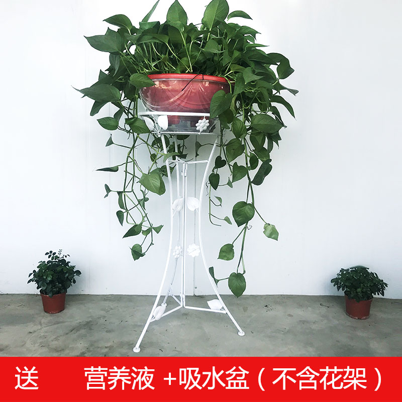 360大长藤垂吊客厅室内盆栽吸甲醛净化空气绿箩植物