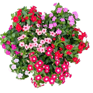 长春花盆栽四季花卉日日春阳台庭院好养易活易爆盆耐热耐晒花卉