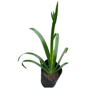 巴西鸢尾兰带土带原杯发货室外阳台花卉植物马蝶兰玉蝴蝶花苗盆栽