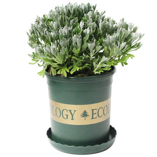 大芙蓉菊盆栽阳台花卉花园庭院花境花苗绿化工程造景植物银叶菊花