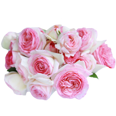 攀援花墙拱门观赏性玫瑰龙沙宝石