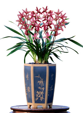 翁源兰花大花蕙兰红红火火好养香