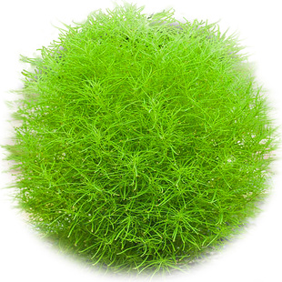 红叶地肤种子绿叶地肤草种子地麦铁扫帚苗菜种子园林景观花海种子