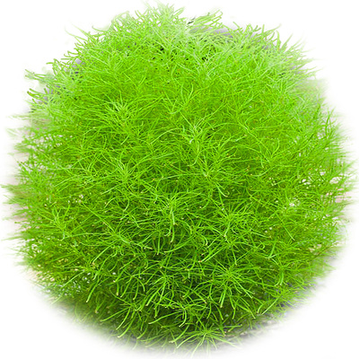 红叶地肤草种子景观花海铁扫帚