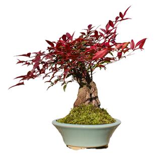 火焰南天竹造型老桩盆景盆栽室内红叶北欧风过年盆栽红火年宵花