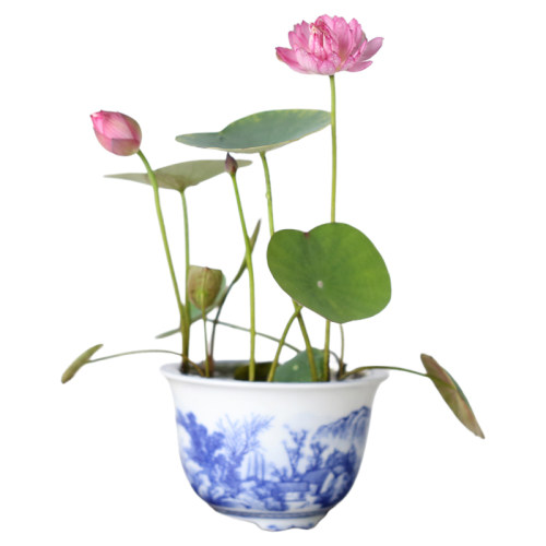 《霓裳》微型碗莲种藕姜永慧微莲苑丰花早花小盆易养禅意荷花根苗