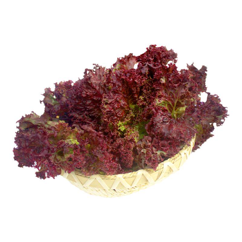 红叶生菜500g新鲜蔬菜沙拉食材