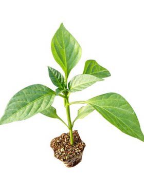 辣椒苗朝天椒薄皮椒大青椒螺丝椒