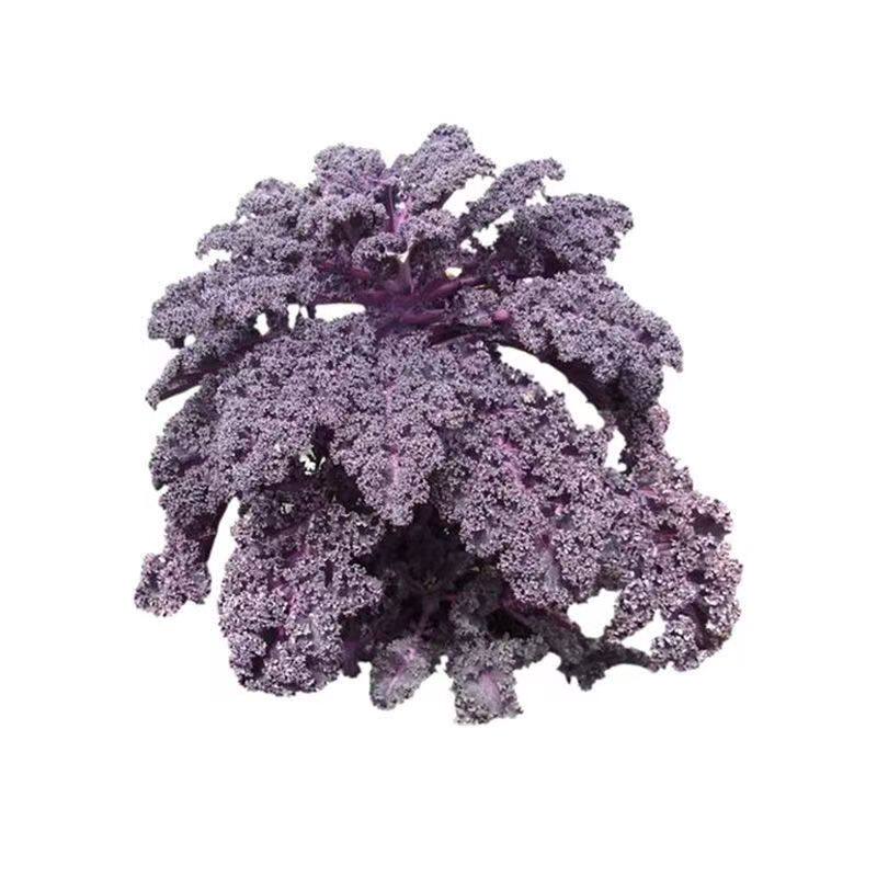 紫色羽衣甘蓝苗秧带土球四季春秋盆栽阳台蔬菜皇后绿羽衣甘蓝种子