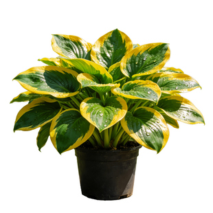金边玉簪盆栽花叶耐阴花卉庭院花境植物室内外多年生好养绿植大苗