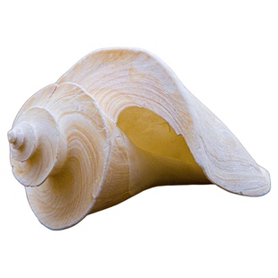 天然稀有海螺旋梯螺贝壳鱼缸水族造景装饰标本地中海家居收藏摆件